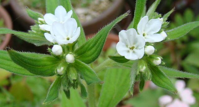 日本ムラサキ草栽培の探求 茜染(あかねぞめ)・紫染(むらさきぞめ)・黄櫨染(こ… 日本ムラサキ草栽培の探求 茜染(あかねぞめ)・紫染(むらさきぞめ)・